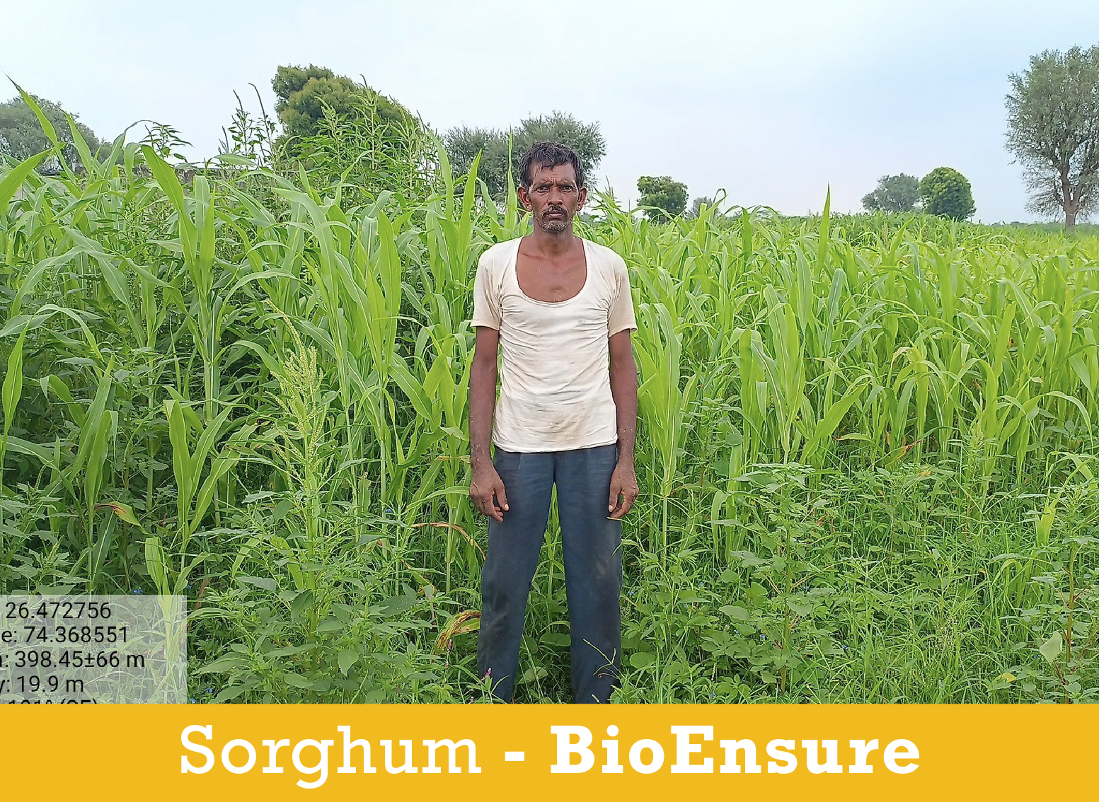Sorghum Farmer2_BioEnsure.png