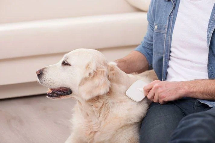 3 Benefits of Brushing Your Dog