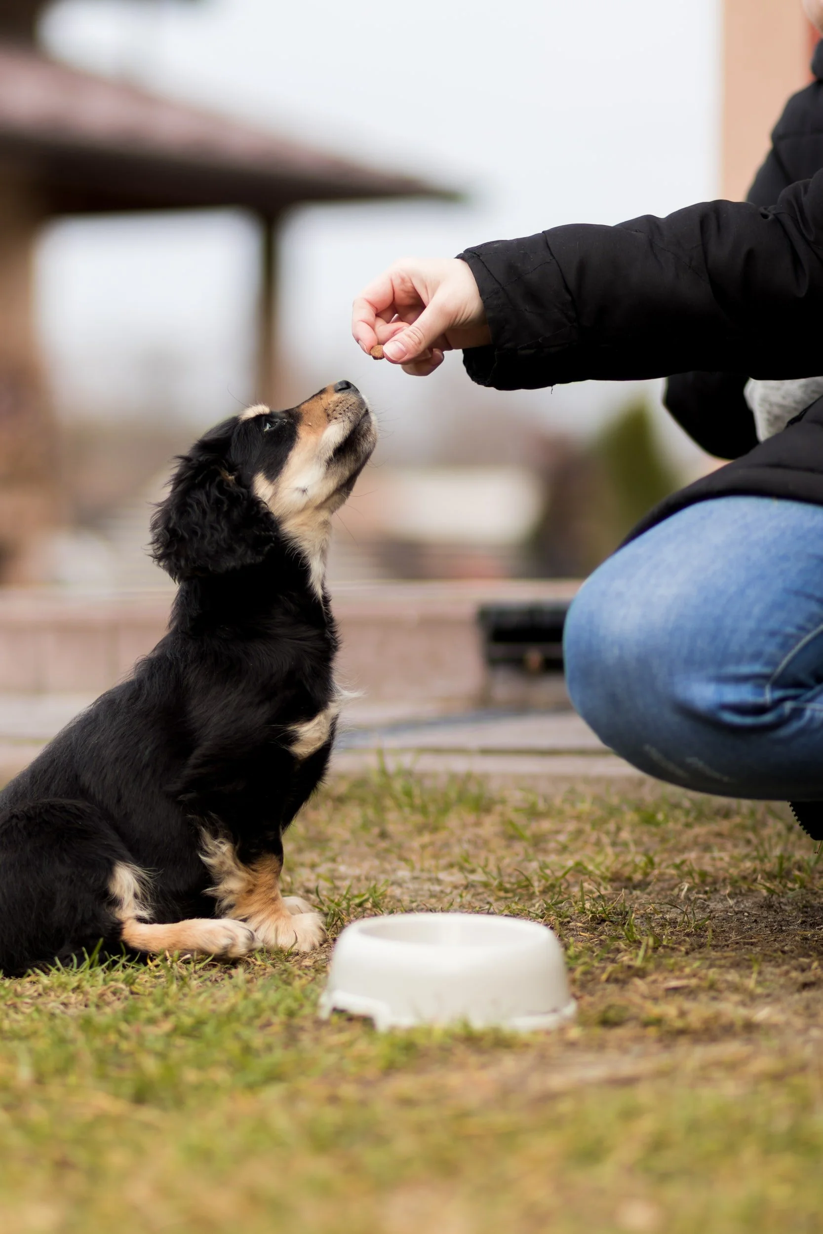 Choosing The Right Kibble