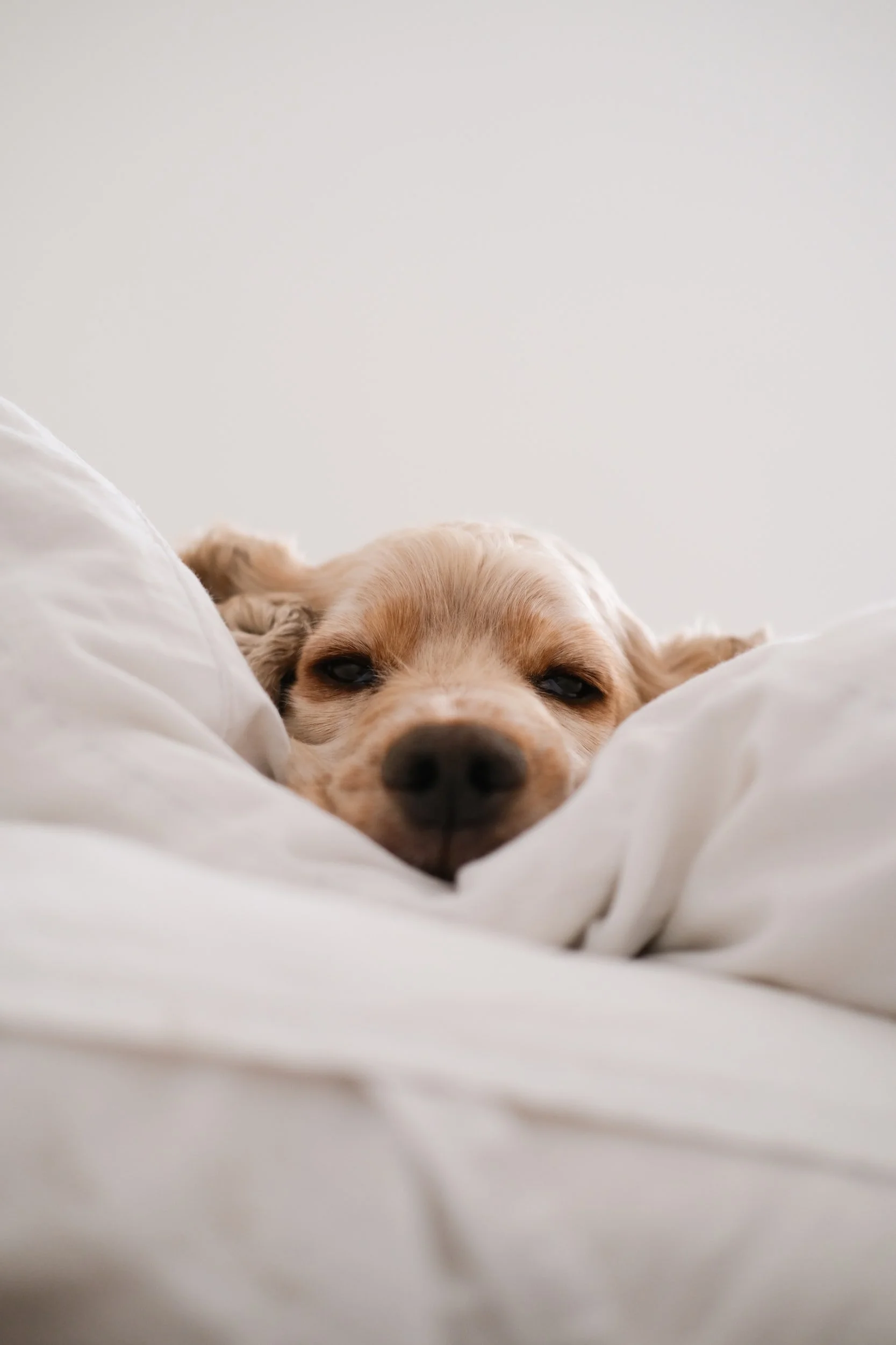 The Zen Habits Of Dogs