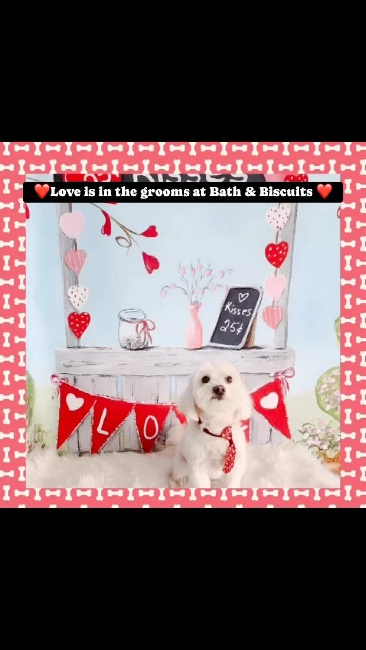 Grooming & Daycare — Bath and Biscuits