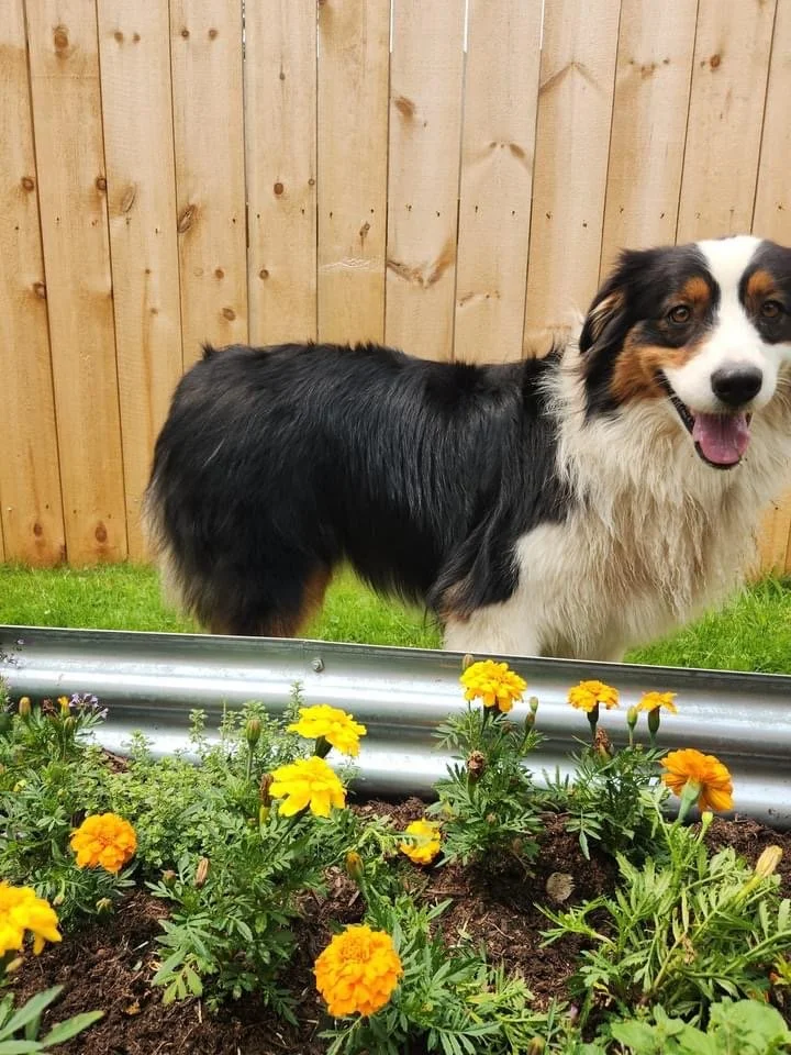 Daycare & Overnight Lodging — Bath and Biscuits