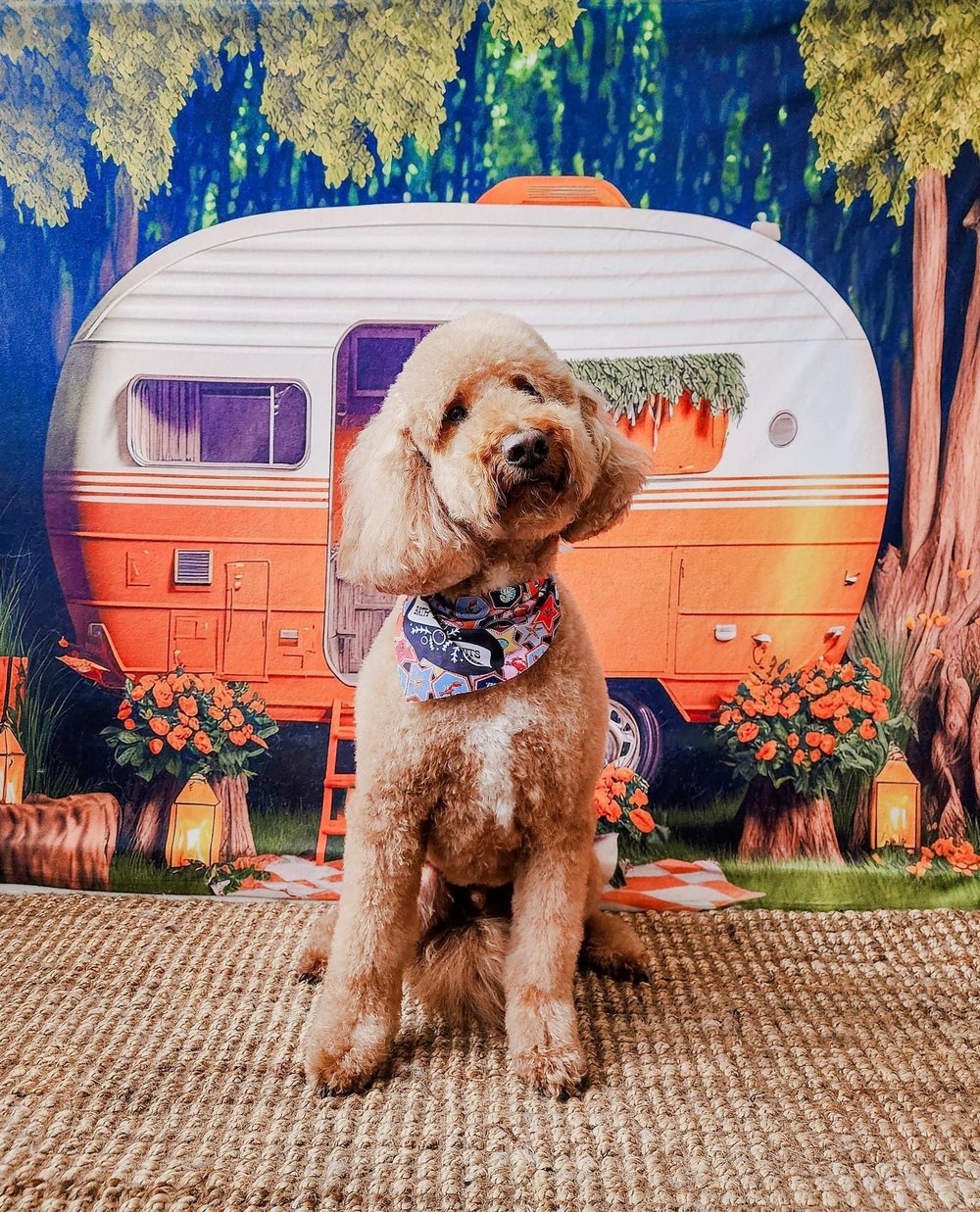 Grooming & Daycare — Bath and Biscuits