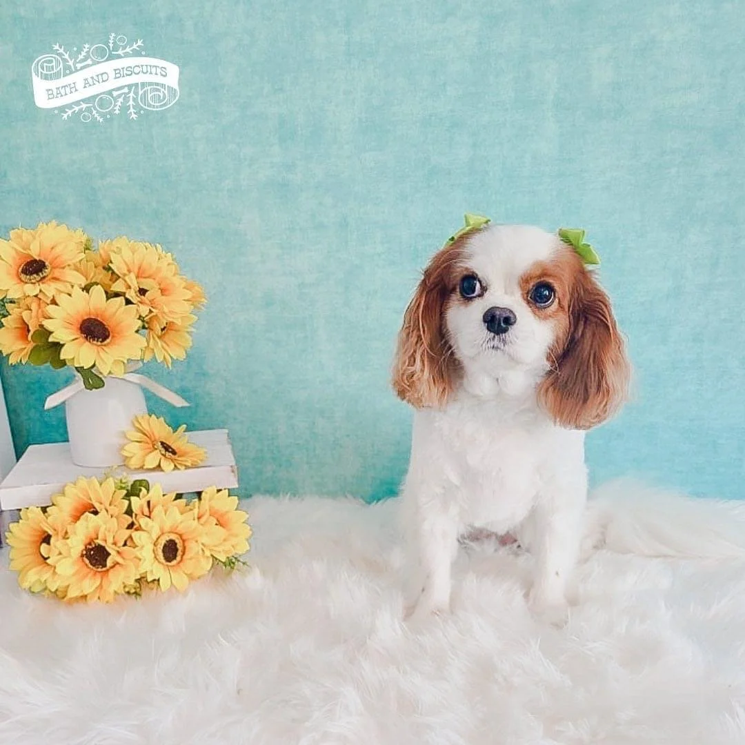 Grooming & Daycare — Bath and Biscuits