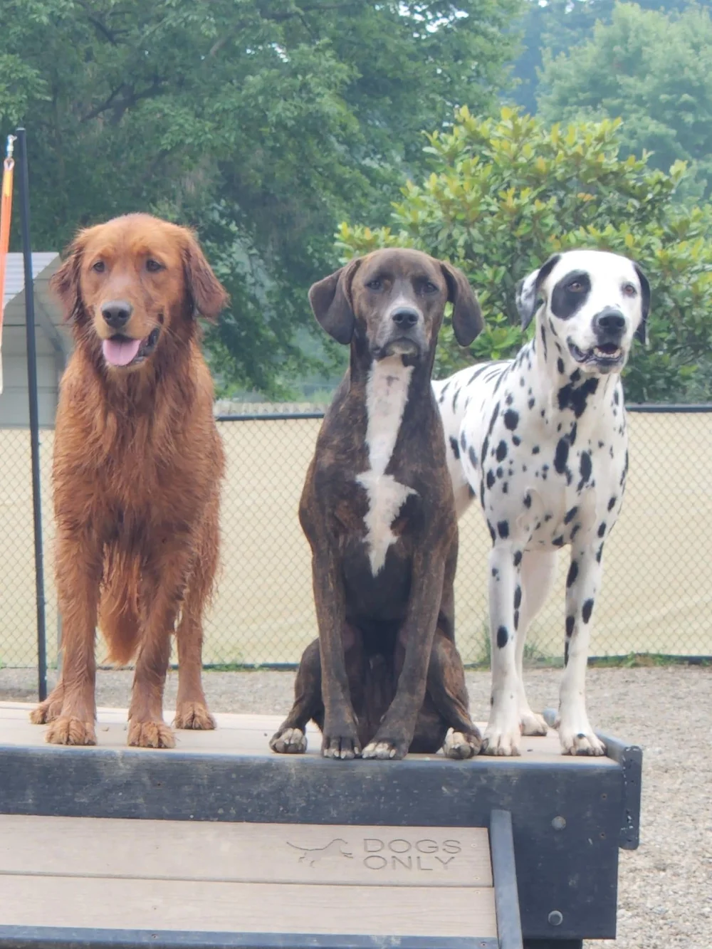 Daycare & Overnight Lodging — Bath and Biscuits