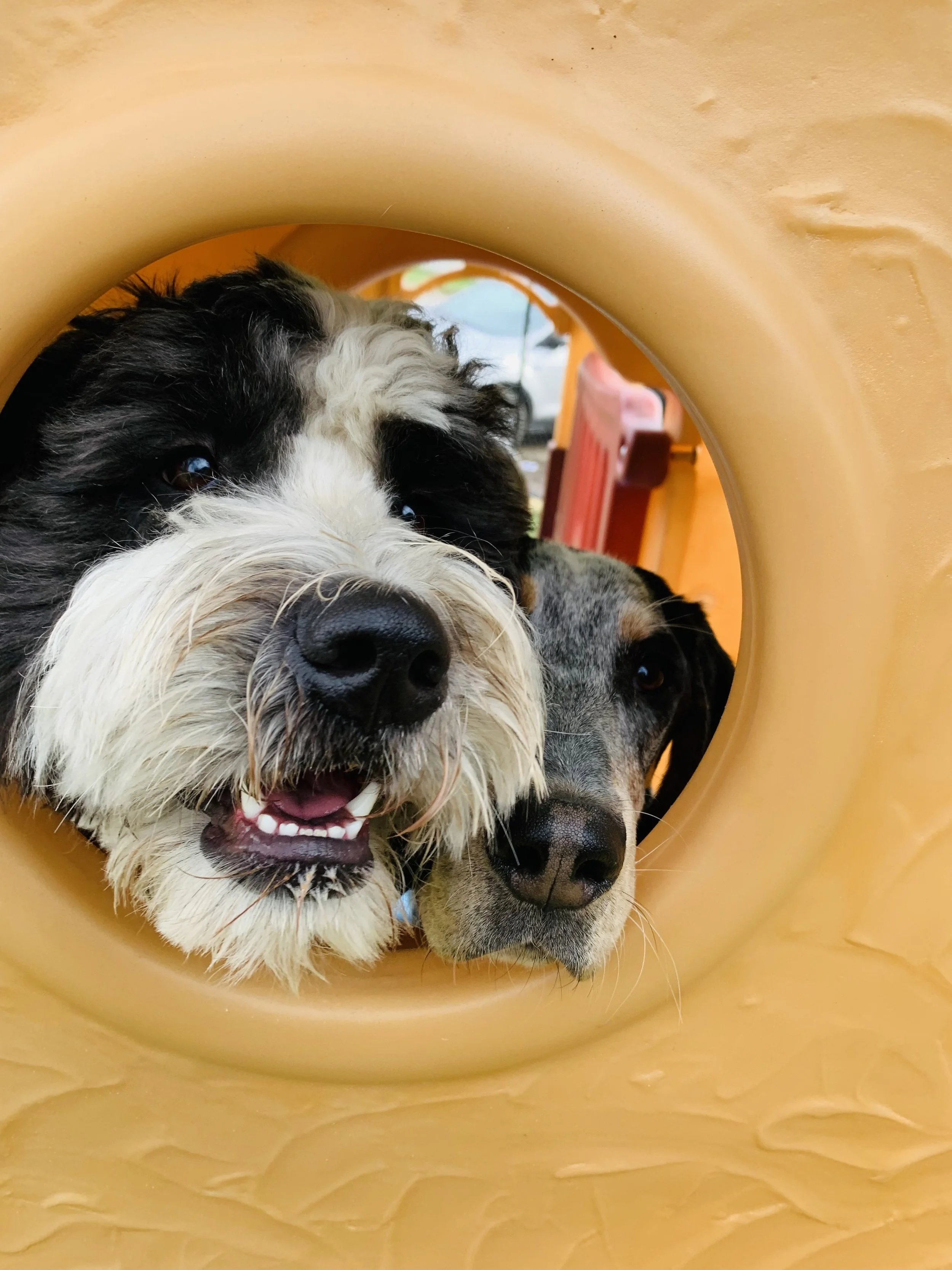 Services 3 — Bath and Biscuits