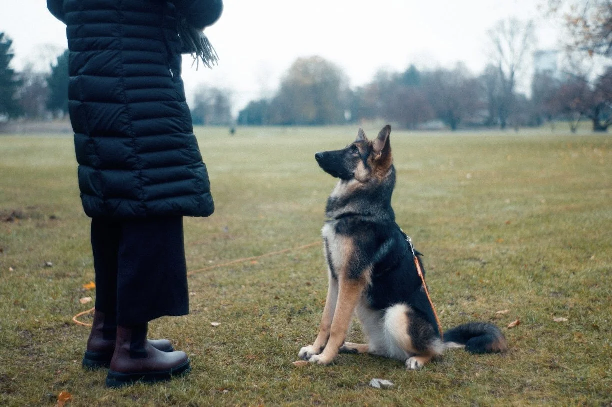 The Amazing Benefits of a Well Trained Dog