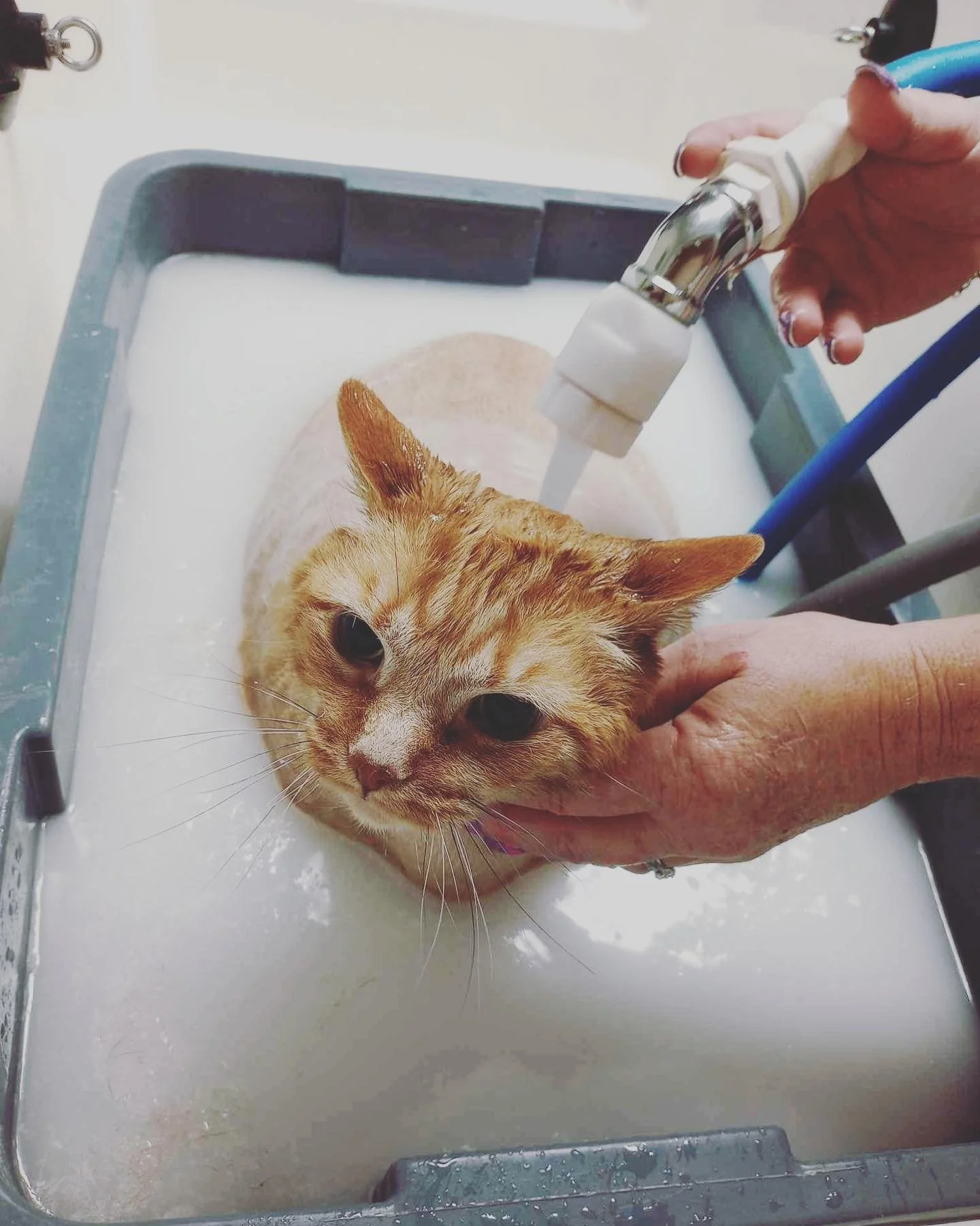 Grooming & Daycare — Bath and Biscuits