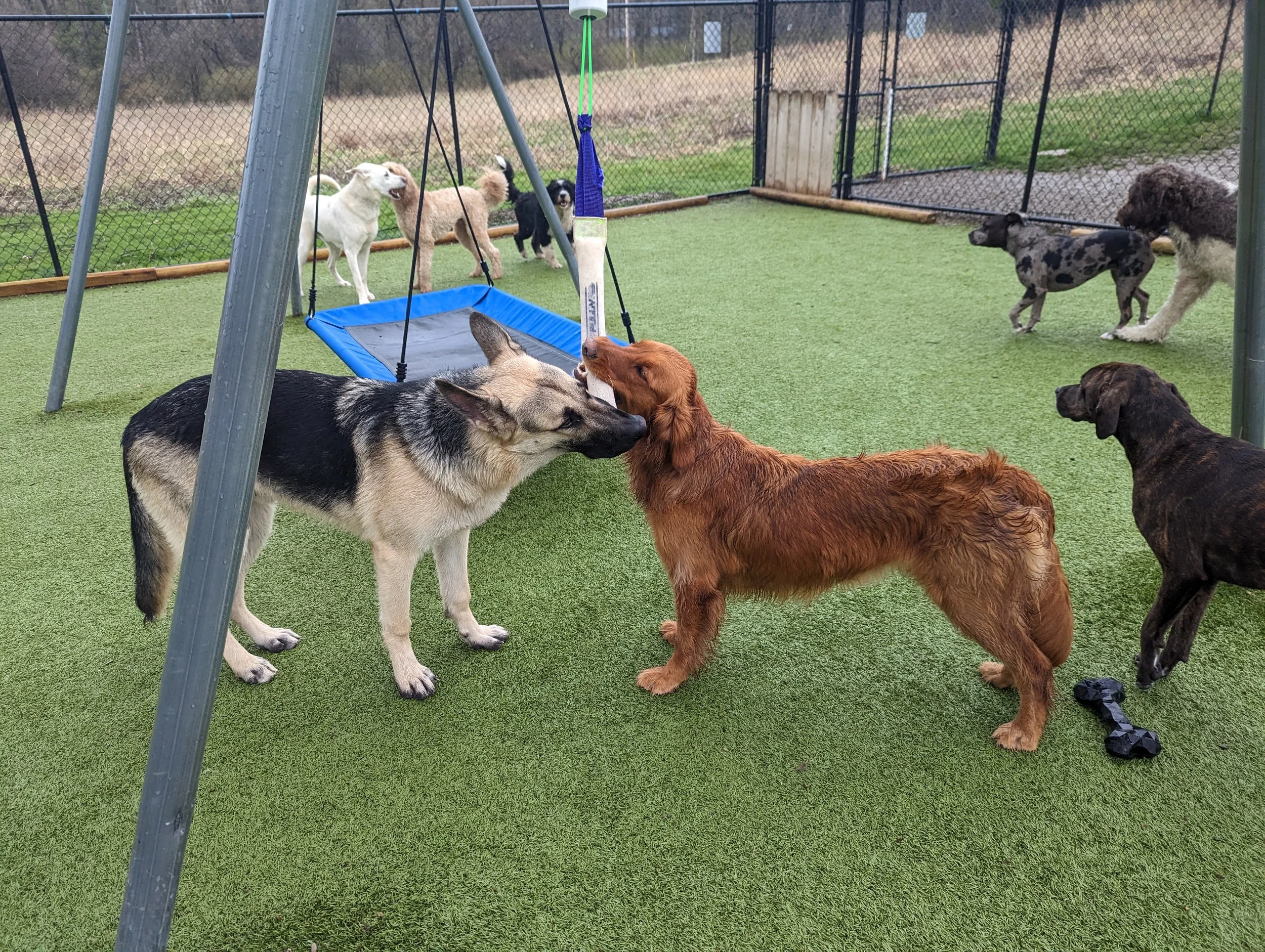 Services 3 — Bath and Biscuits