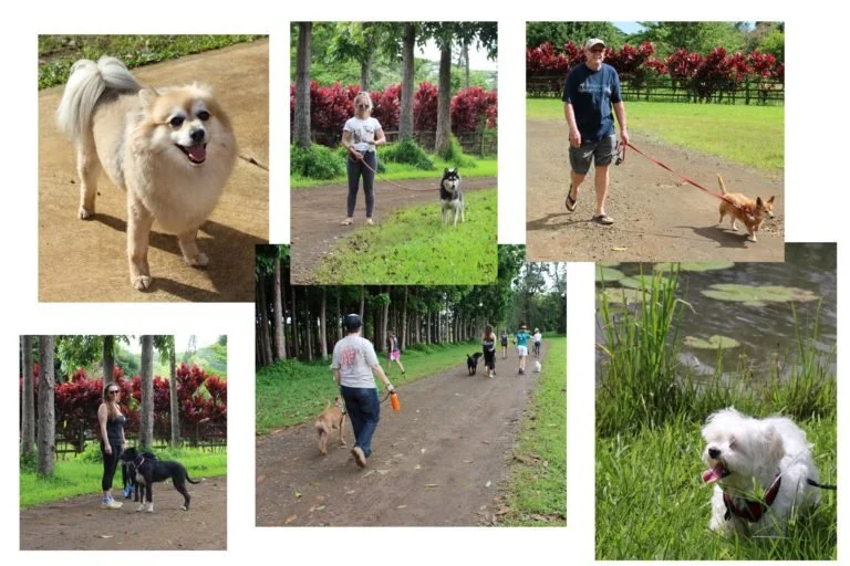 strut your mutt