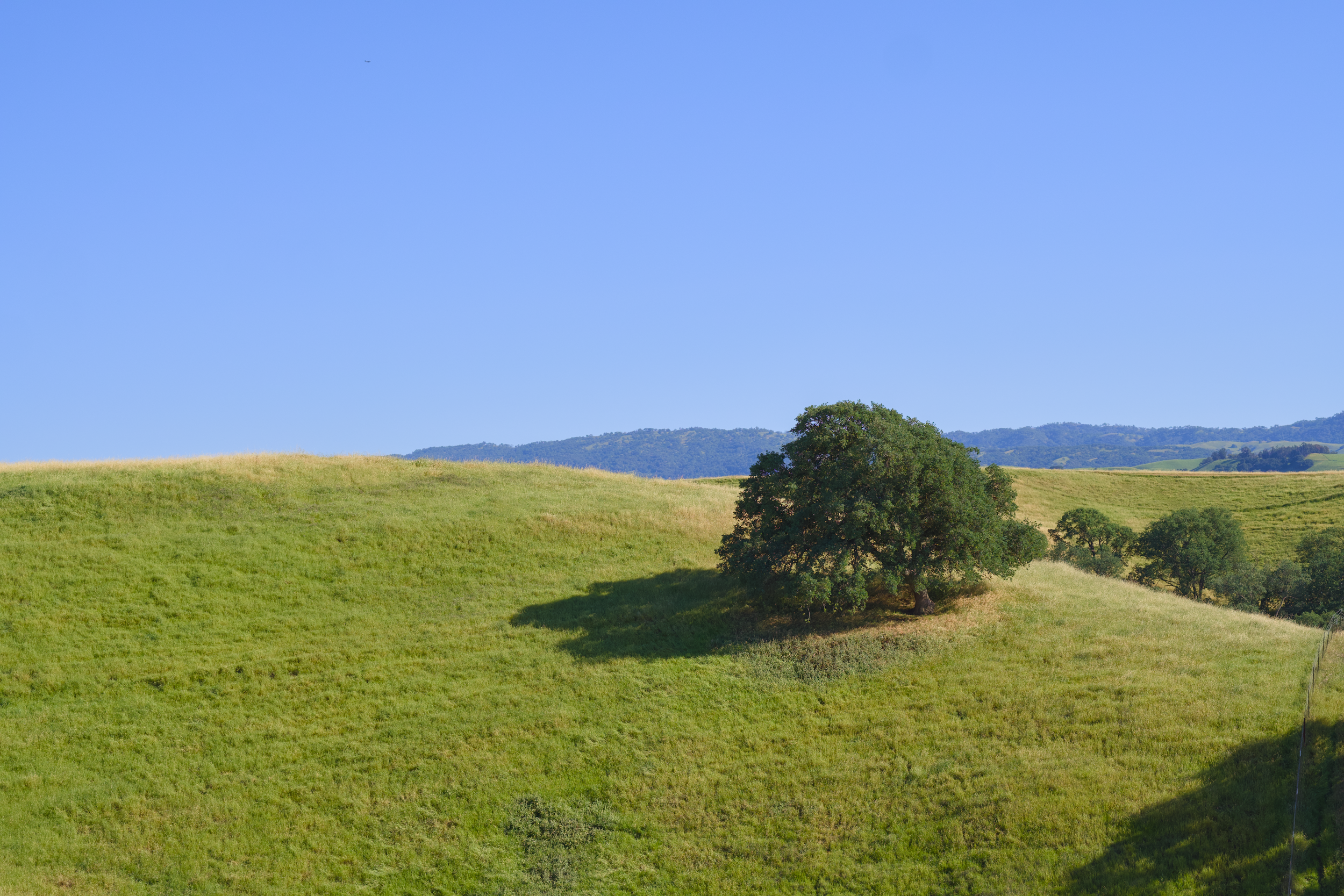 An open green pasture with a single spreading oak, a fence line along the far edge, and a low blue ridge on the horizon.