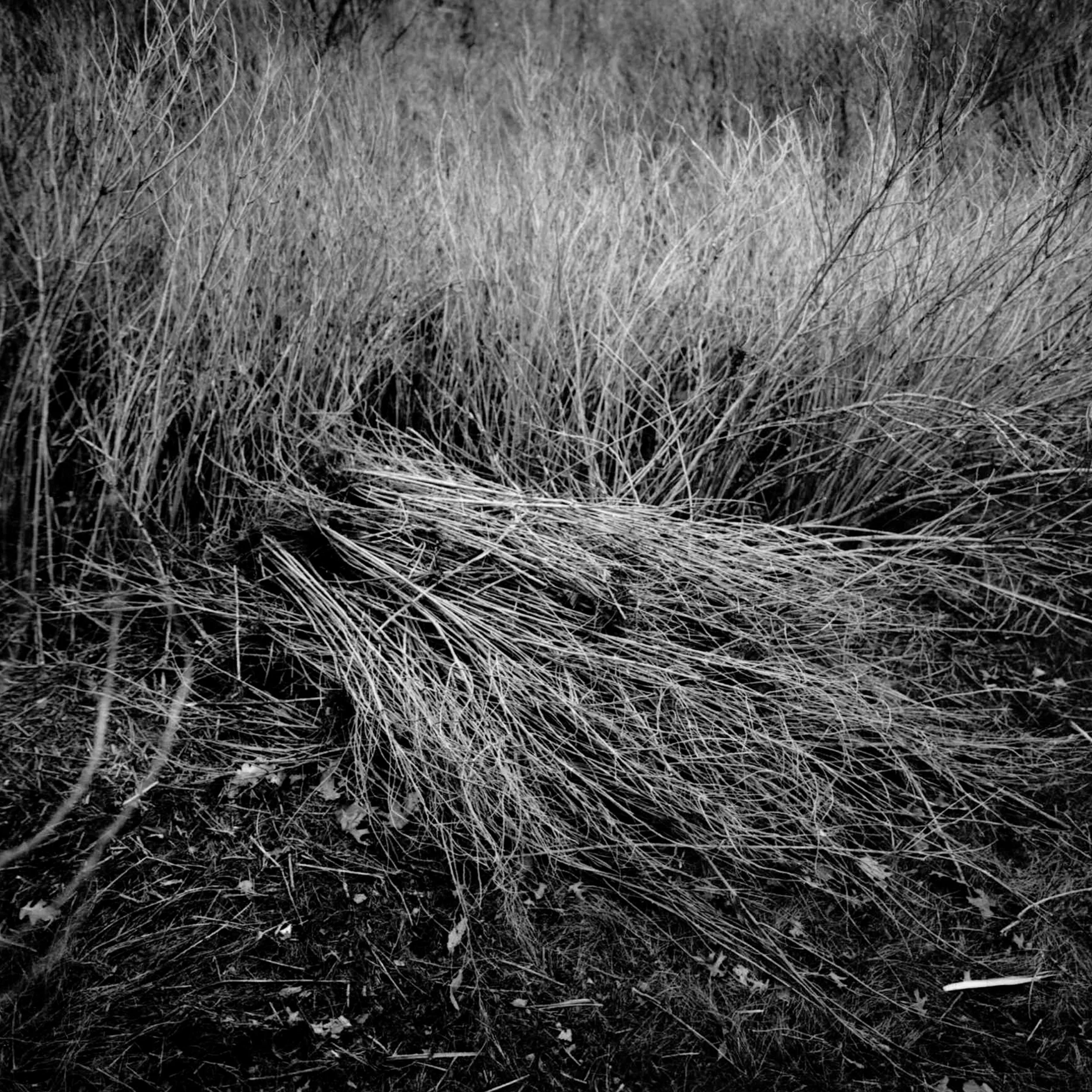 Wed Portfolio FA-1.jpg