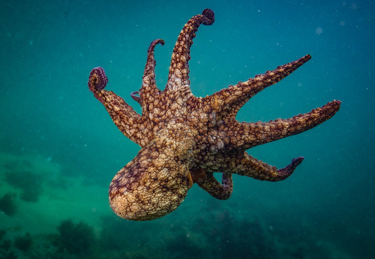El-Pulpo_green-octopus.jpg