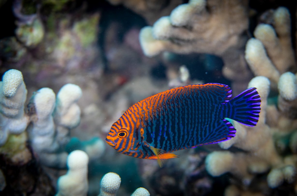 Potter-Angelfish_Maui.jpg