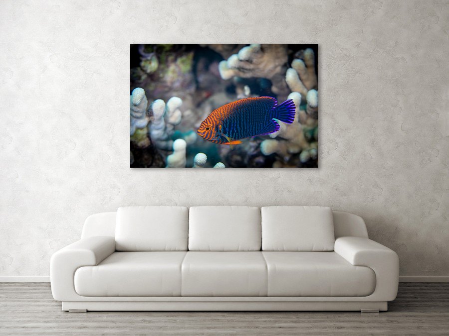 Potter-Angelfish_lifestyle_Couch.jpg