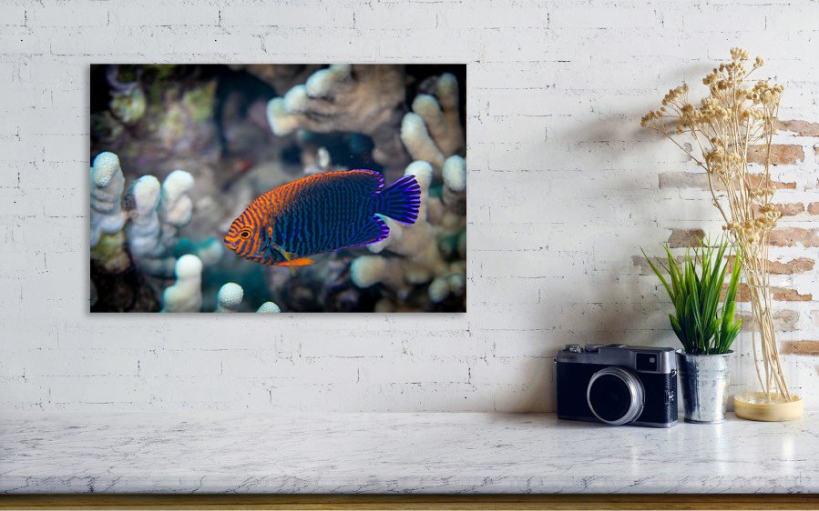 Potter-Angelfish_lifestyle_Counter.jpg