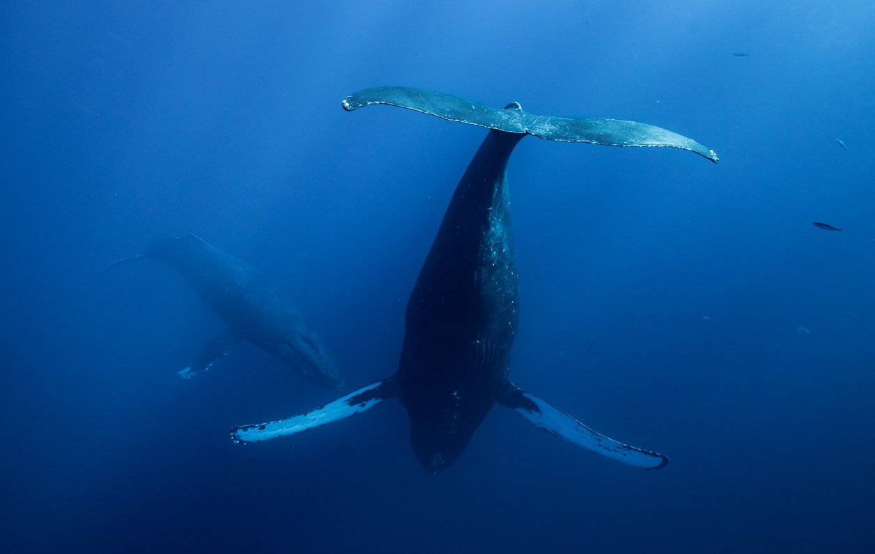 two adult male humpback whales hover face to face