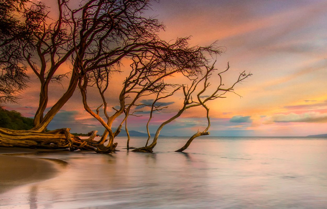 kiawe trees dip into the ocean along the seashore at Olowalu