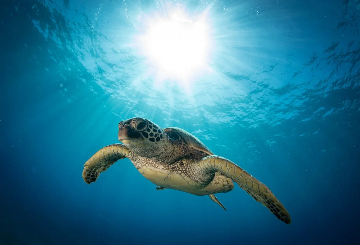 a turtle swims underwater with the sun forming a halo overhead