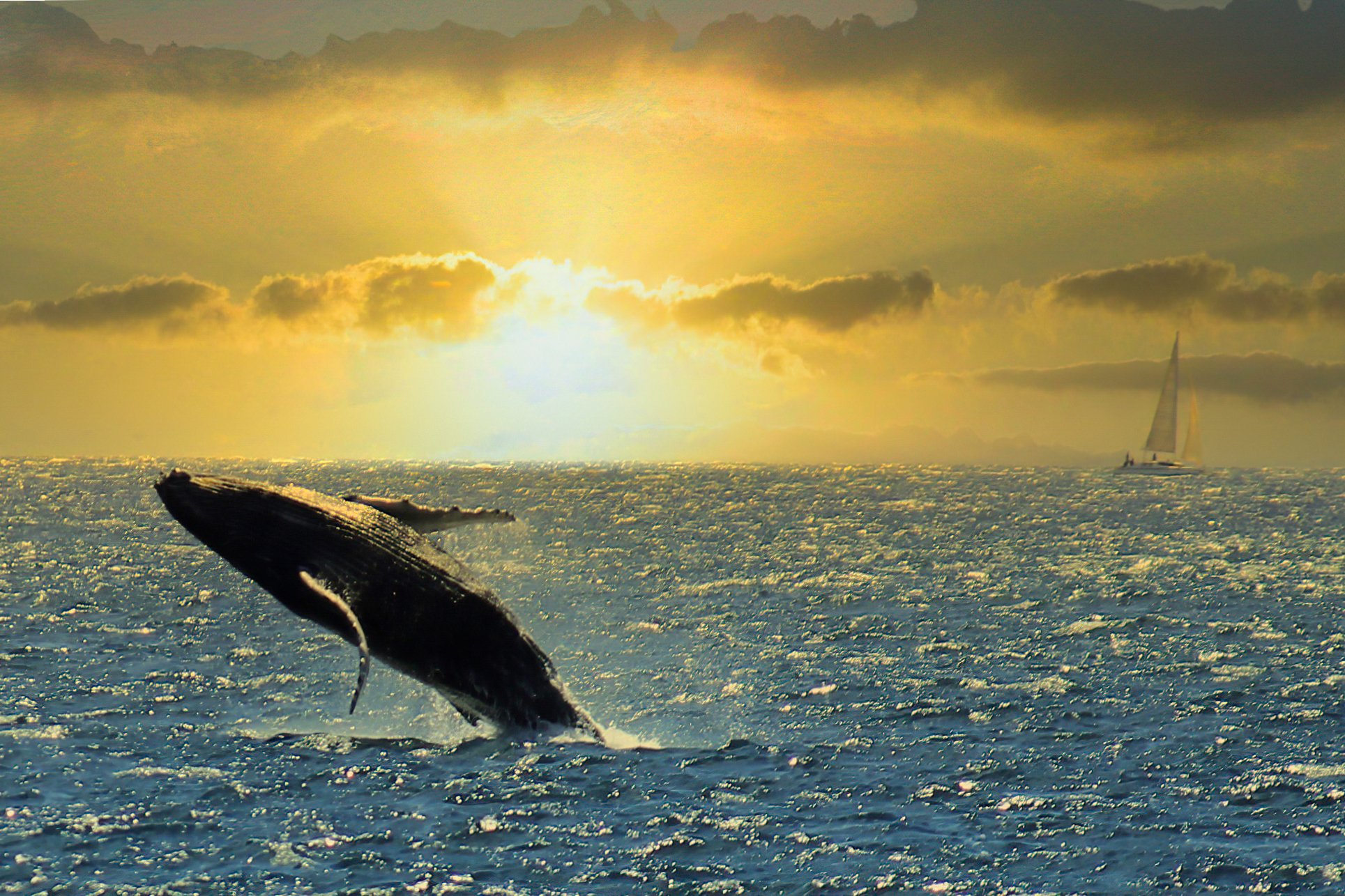 sunset sailboat breach.jpg