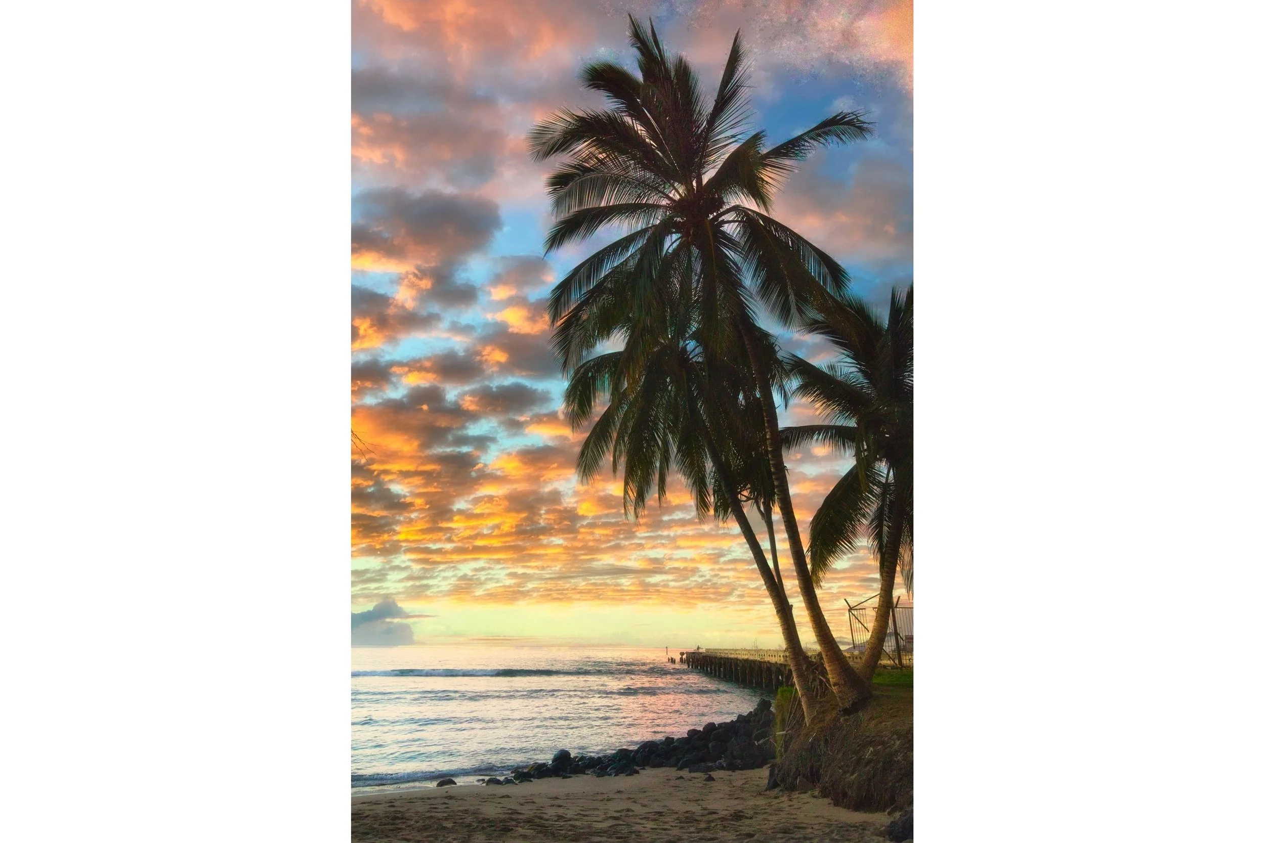 mala-palms-3x2-whitebar.jpg