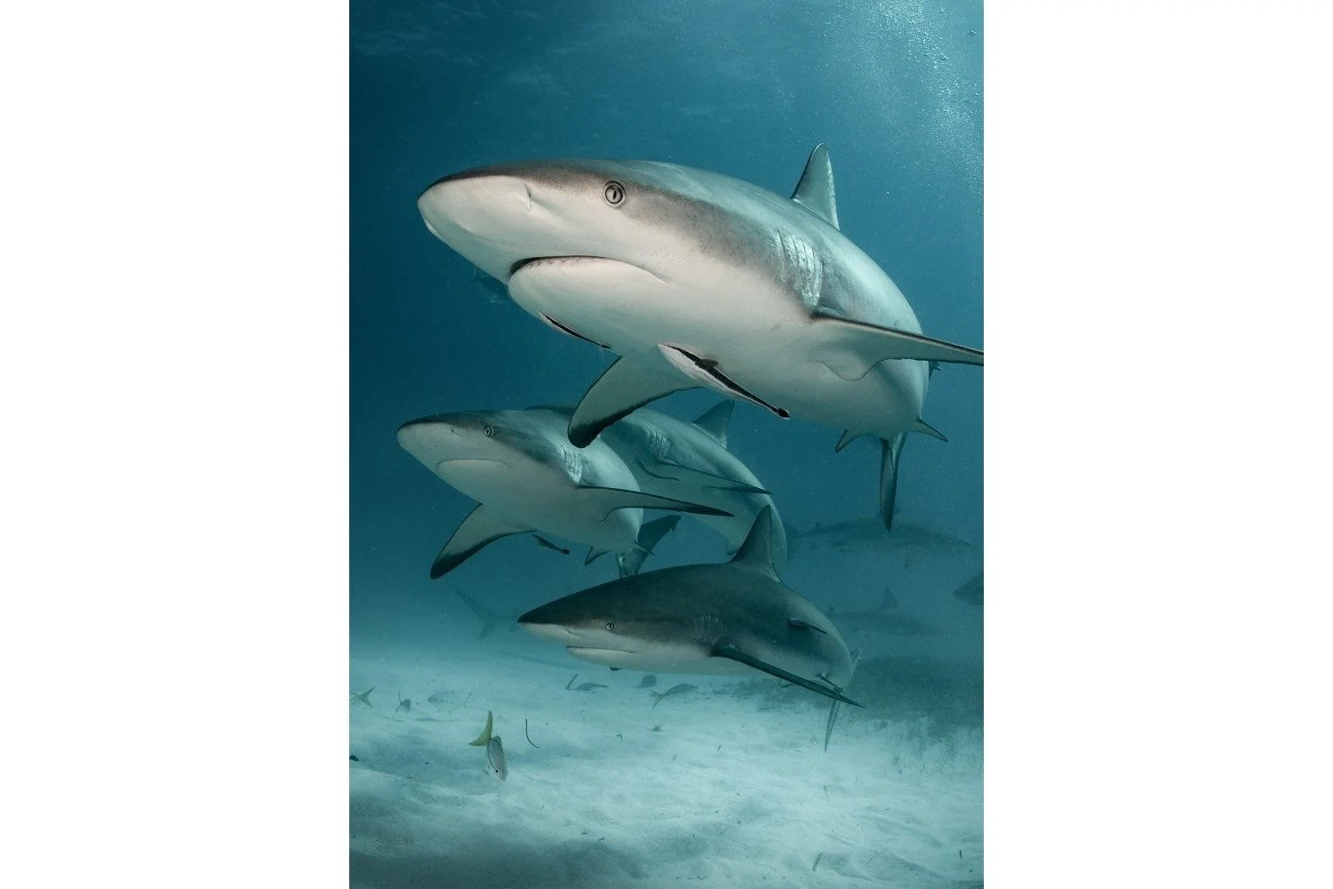 reef-sharks-3x2-whitebar.jpg
