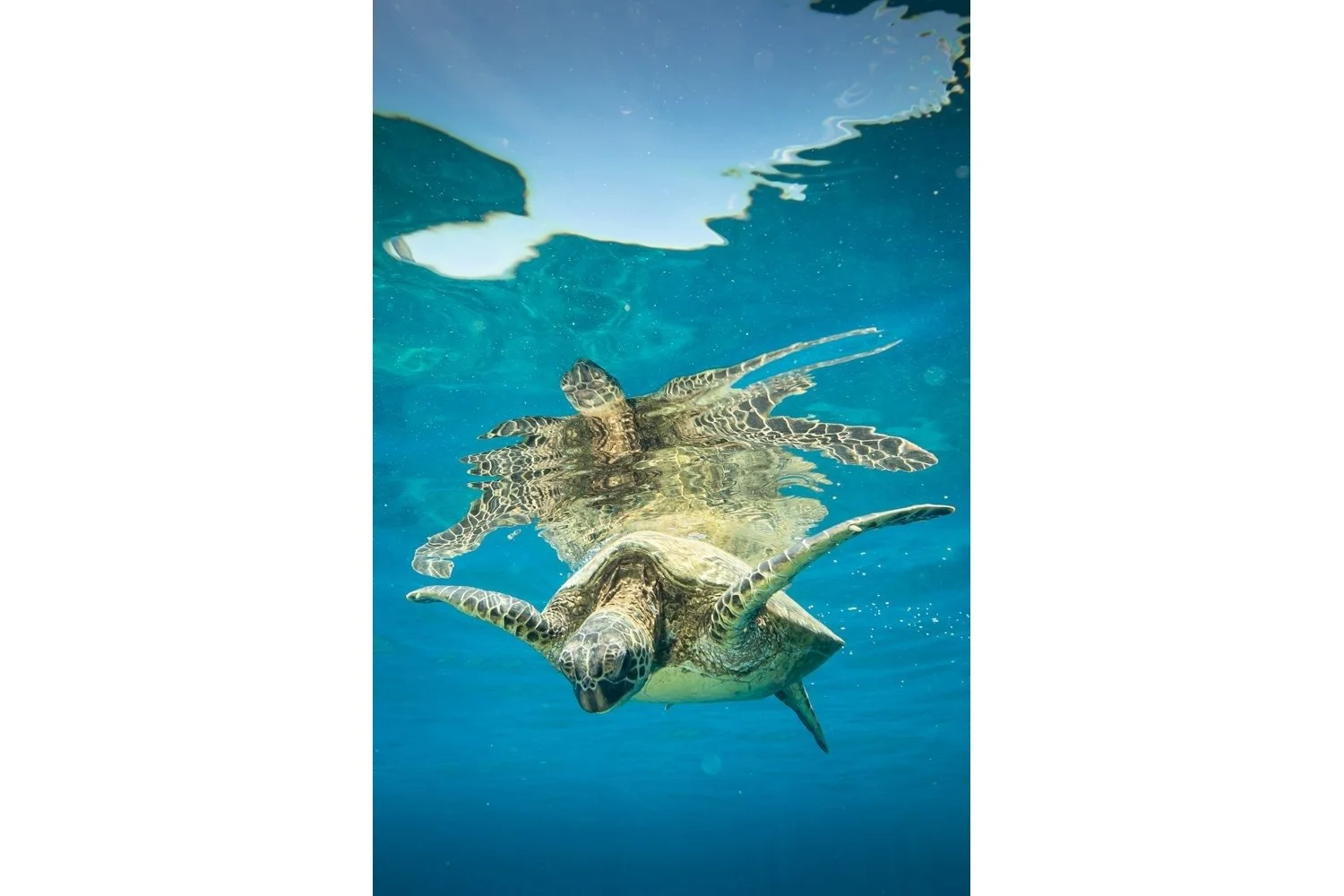 mala-honu-reflection-3x2-whitebar.jpg