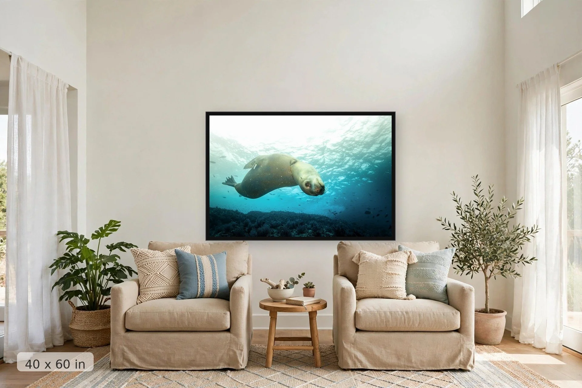 Curious sea lion portrait — Curious Sea Lion print, 40x60 large mockup in a living room