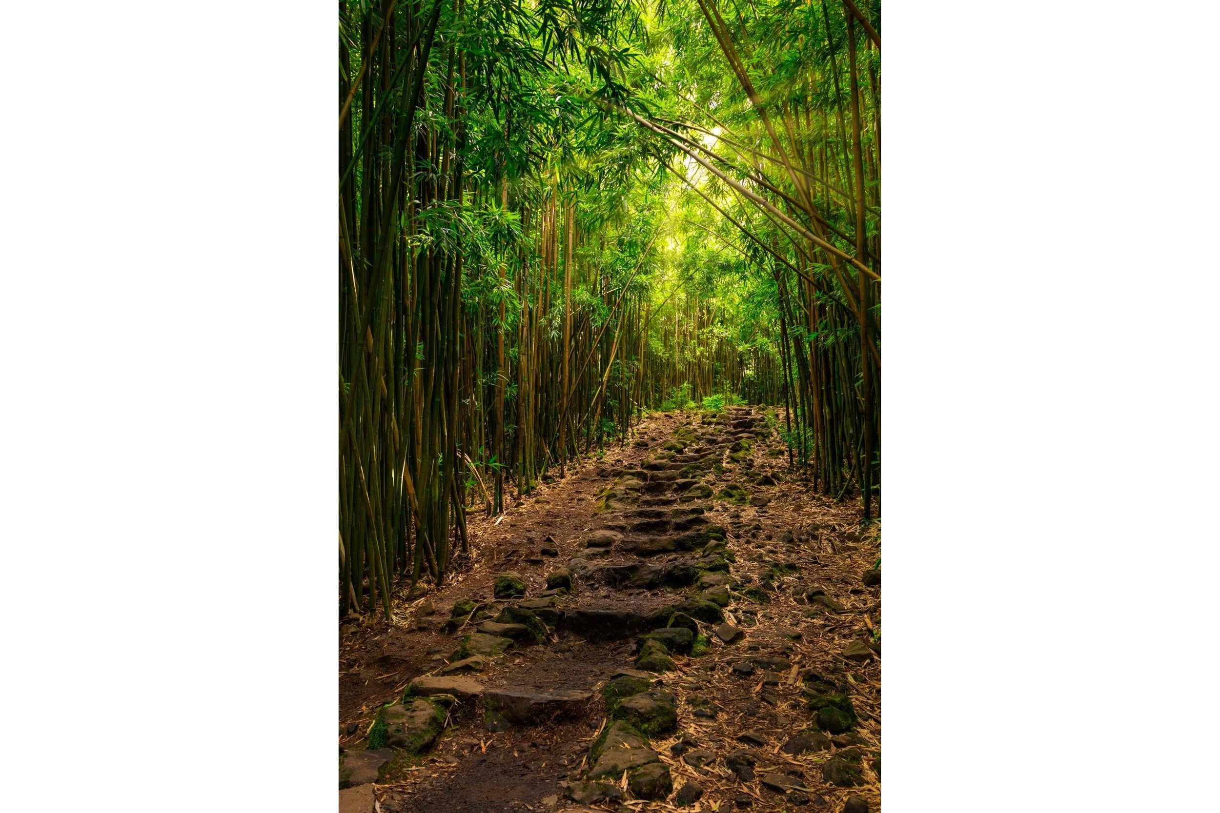 pipiwai-trail-3x2-whitebar.jpg