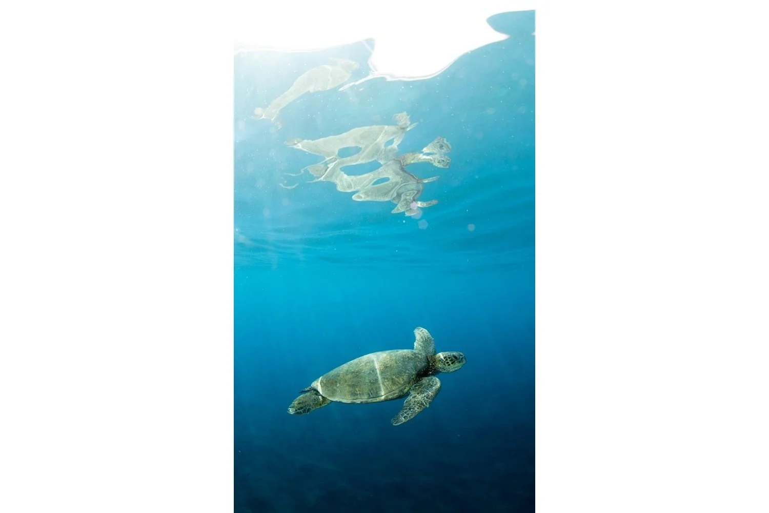 blue-honu-reflection-3x2-whitebar.jpg