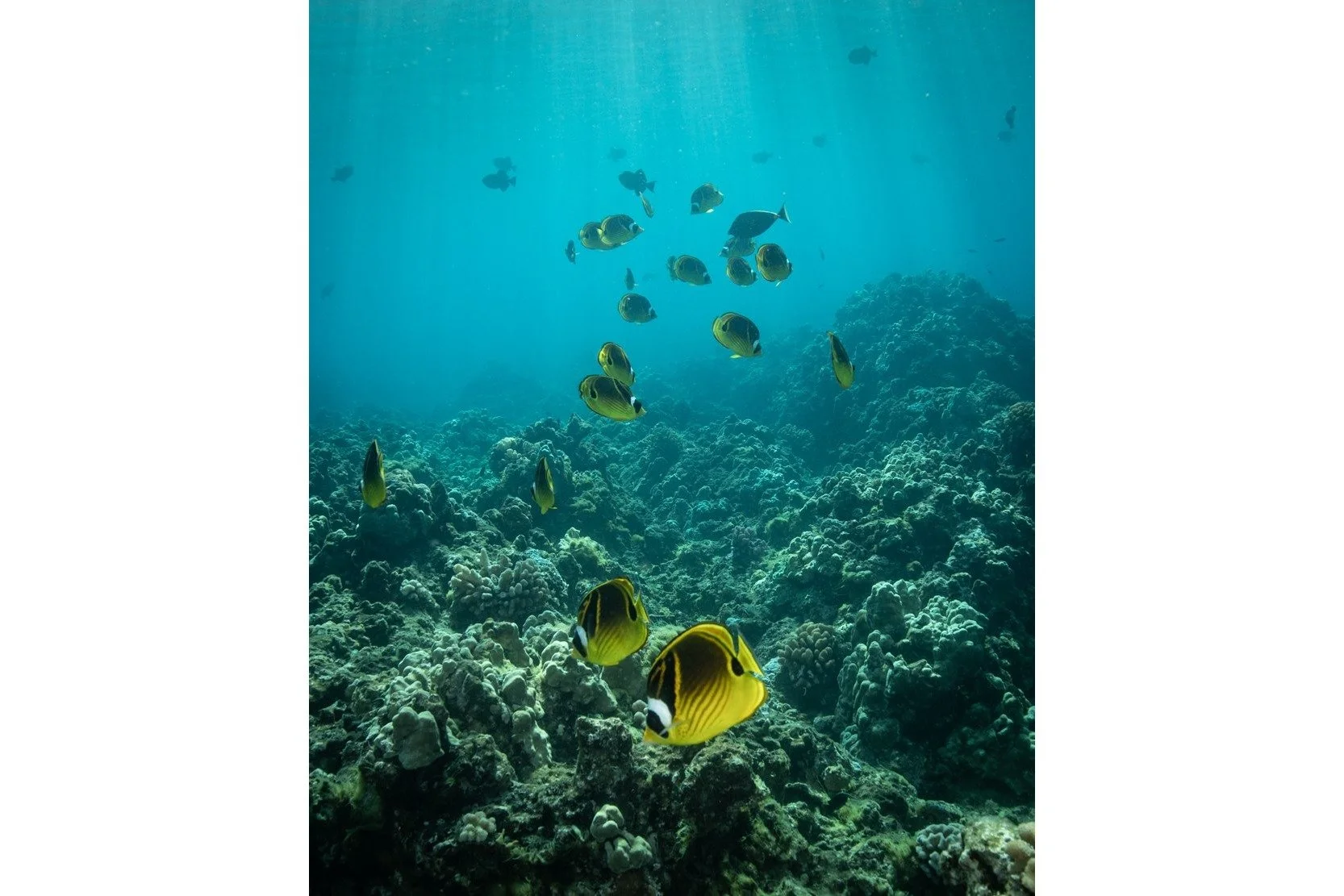 Raccoon Butterflyfish
