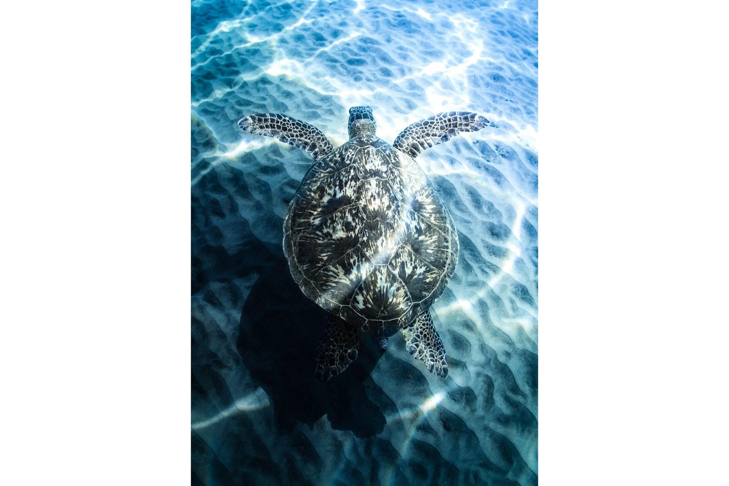 honu-gliding-3x2-whitebar.jpg