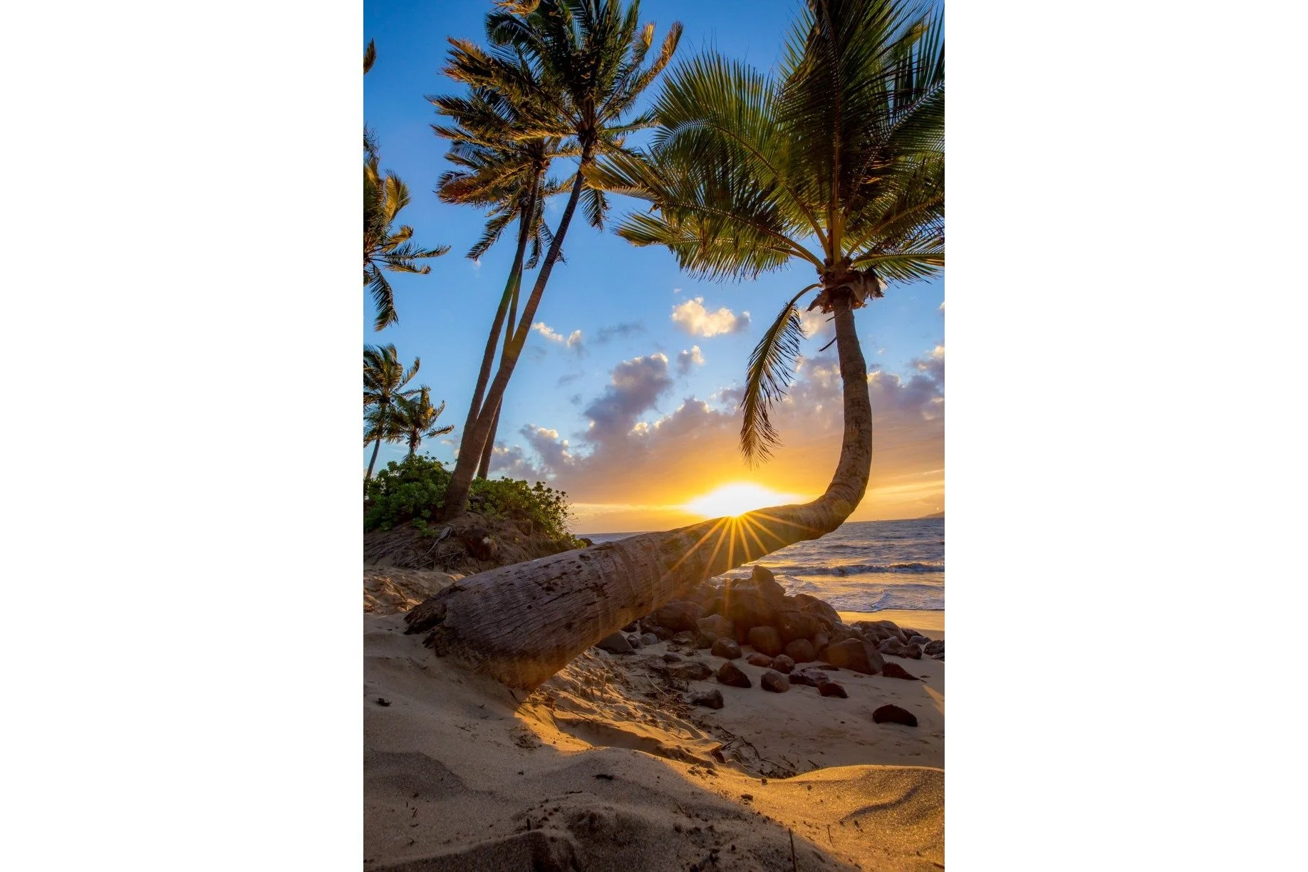 rays-of-paradise-3x2-whitebar.jpg