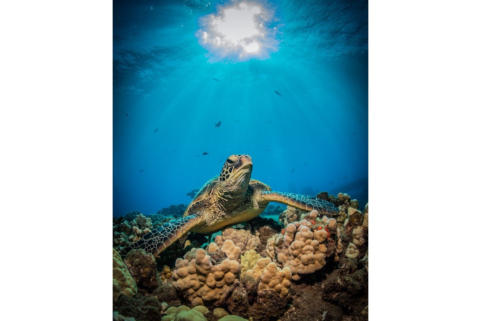 afternoon-turtle-3x2-whitebar.jpg