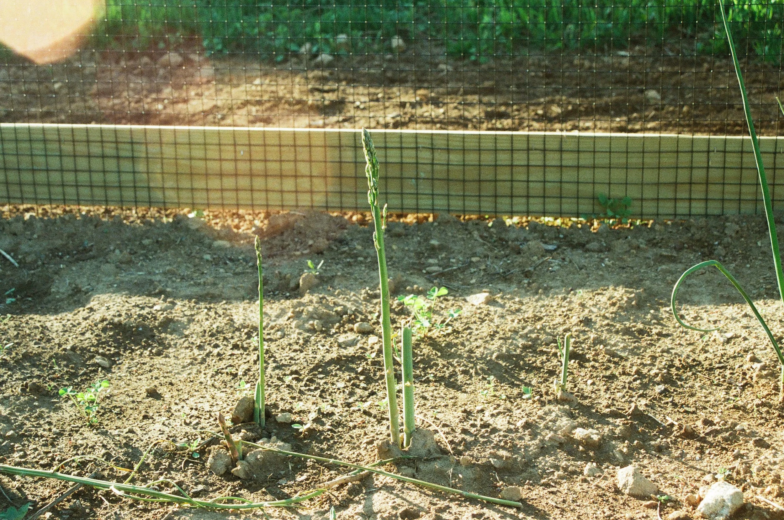 harvest 2025
35mm