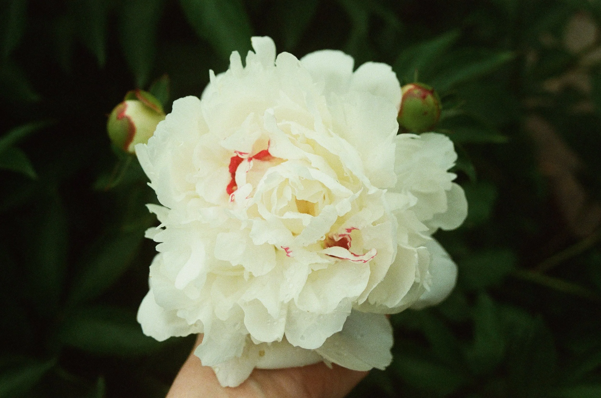 peony 2025
35mm