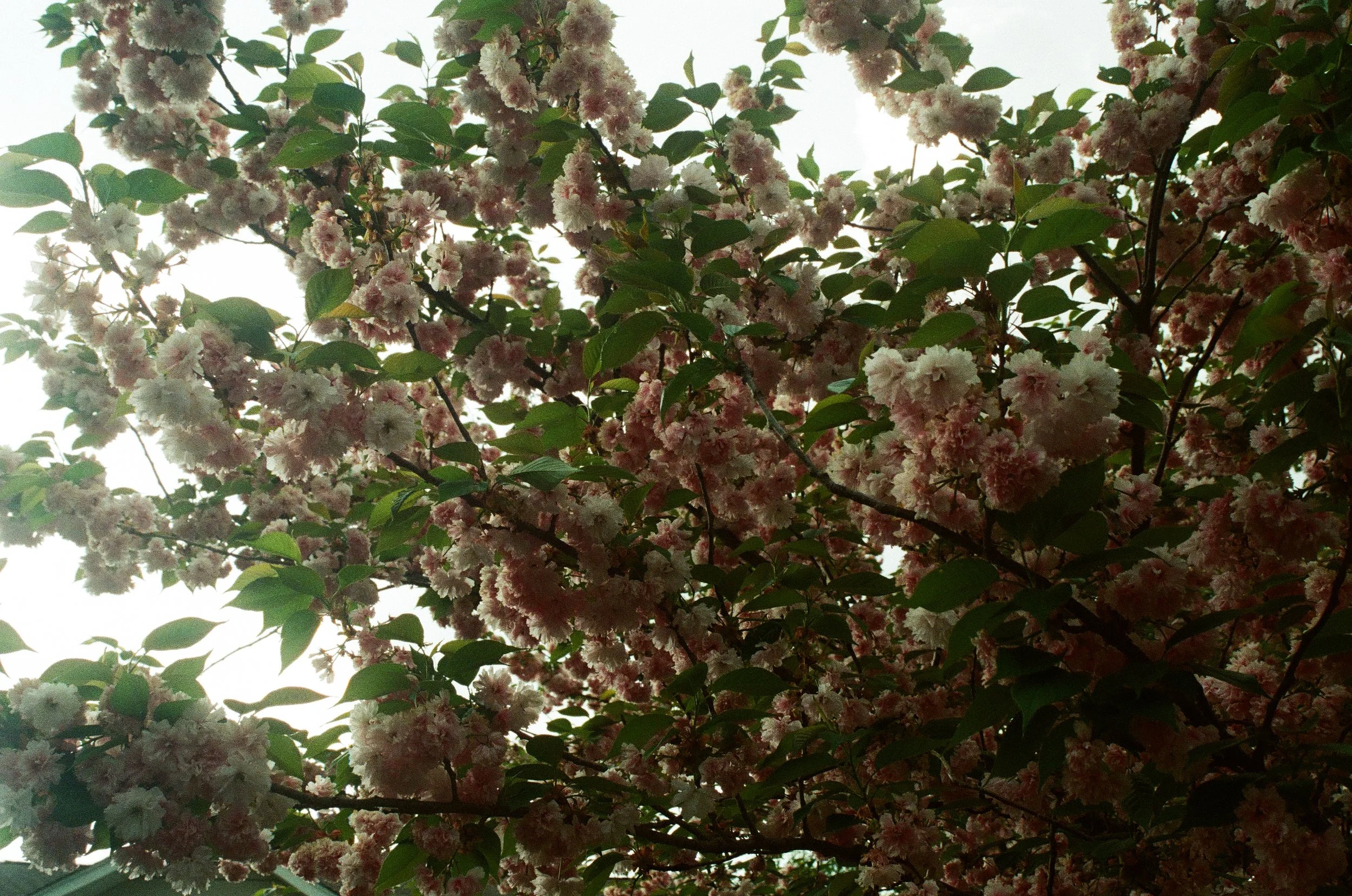 cherry blossoms 2025
35mm