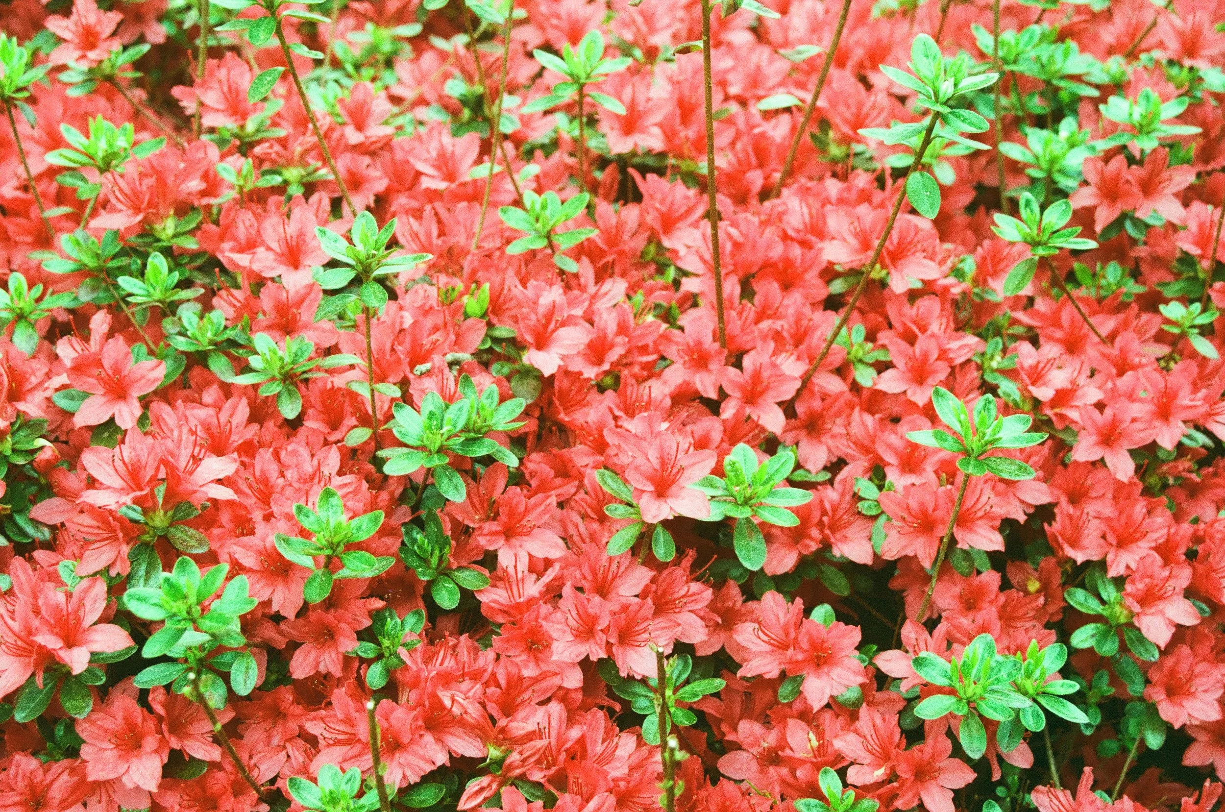 bloom 2 2025
35mm
