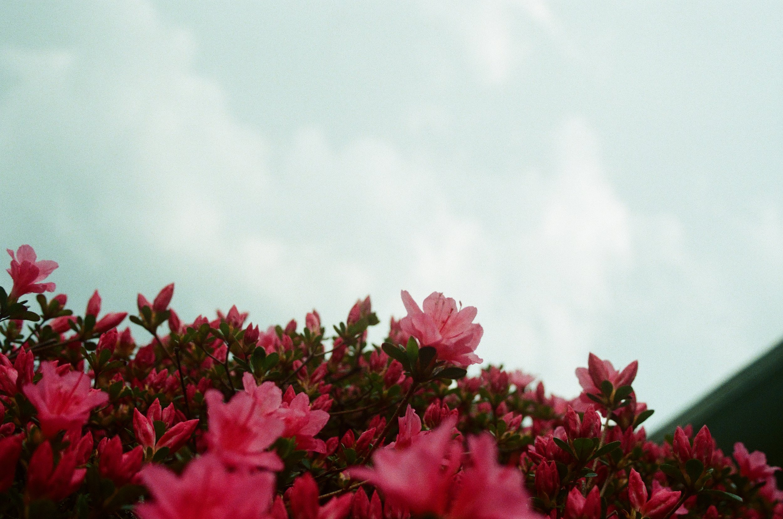 bloom 2025
35mm