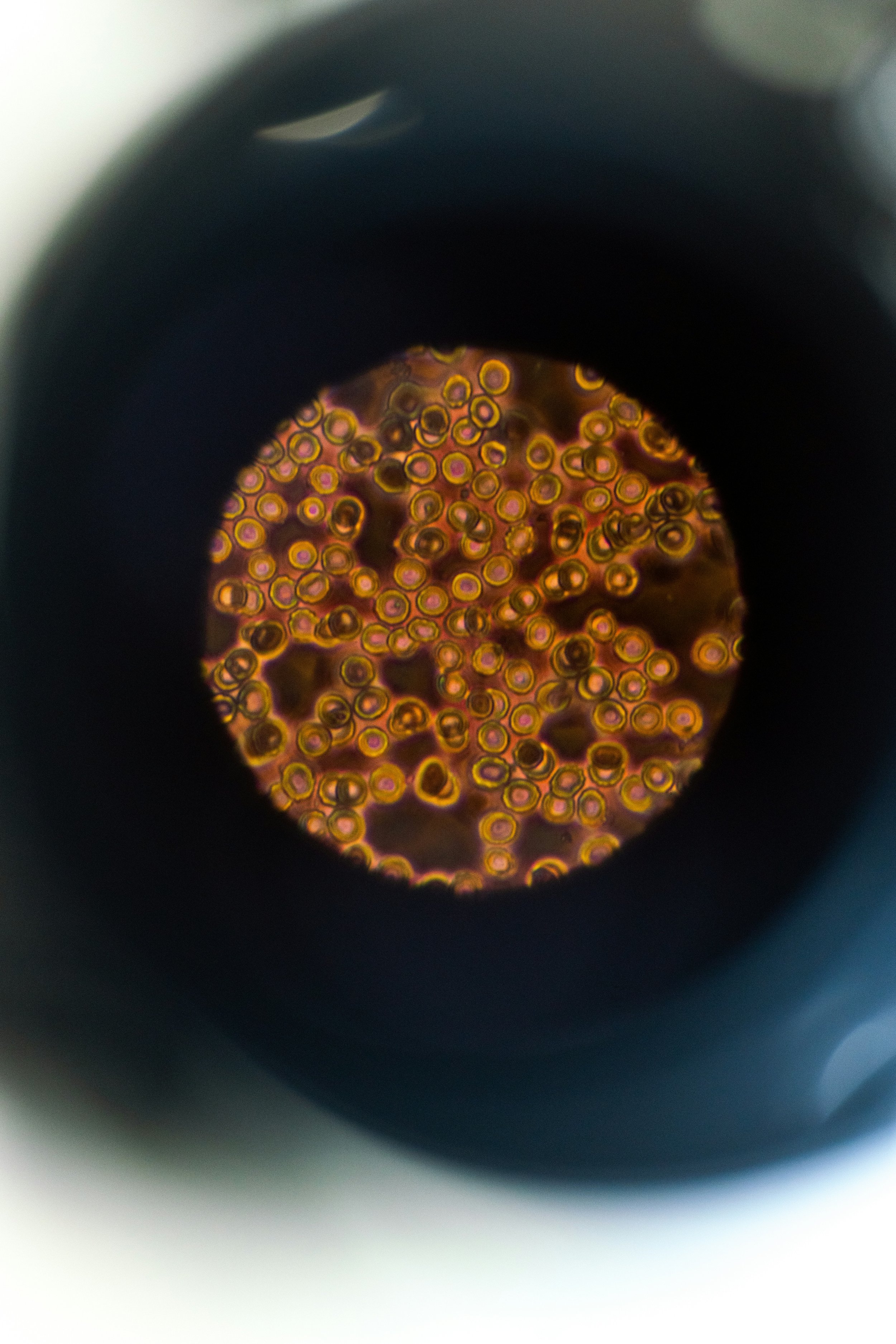 Full Time Week 4 - Microbiology
