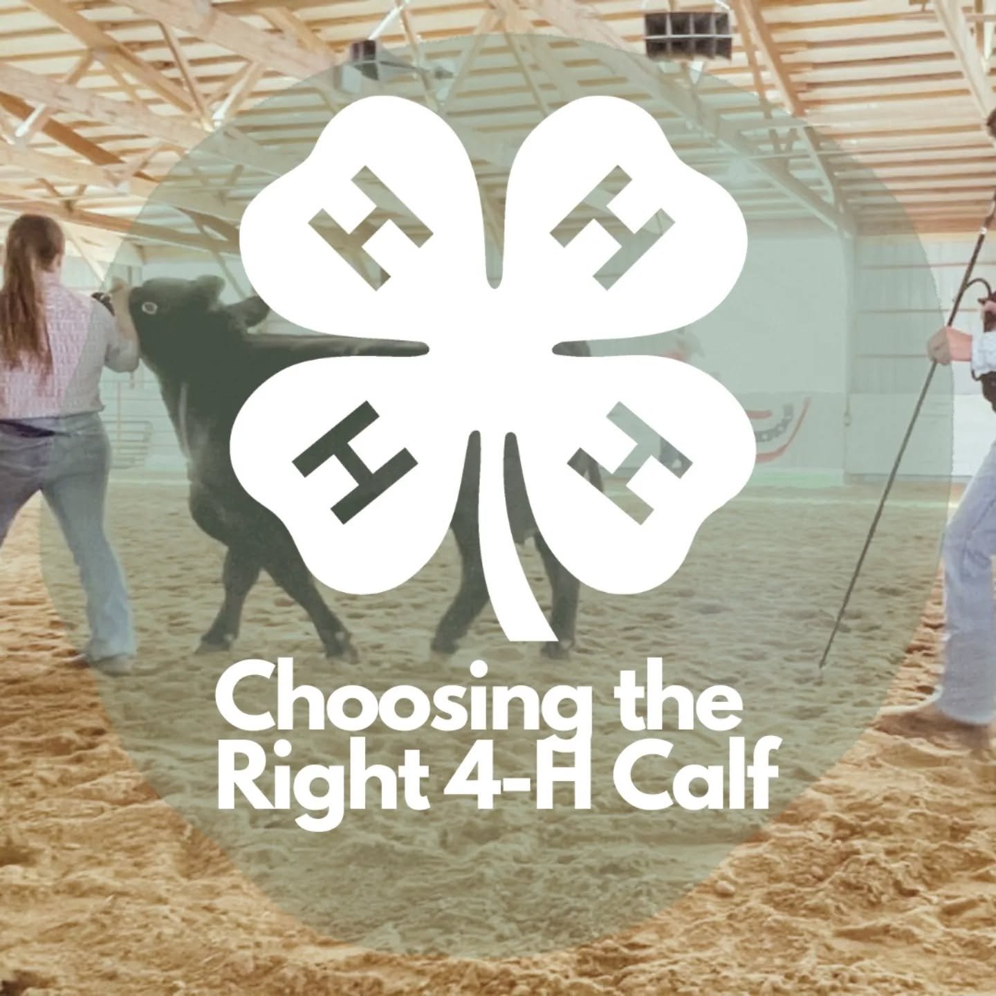 Selecting the right calf for your 4-H project is crucial to ensuring a positive experience and successful outcome in both the show ring and your child&rsquo;s overall livestock experience. The calf you choose will be your child&rsquo;s companion for 