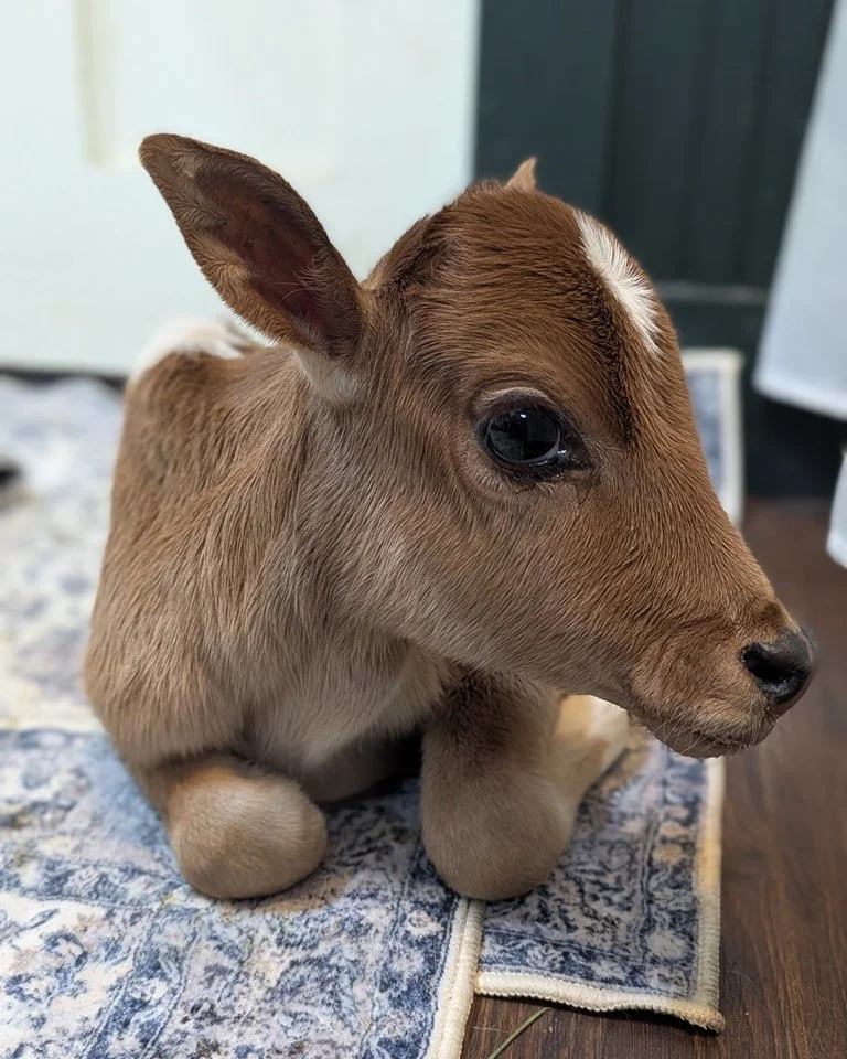 And then there were four. 
This little guy joined us yesterday. Keeping with the theme of the season, it was of course in the rain. 

 #minicalves #minicow #minizebu #MiniatureZebu #zebu #womenwhofarm