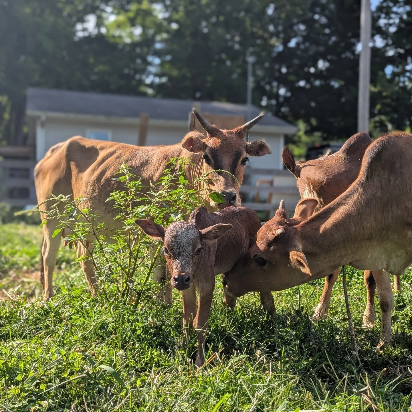 🐄✨ Welcome to the World, Little One! ✨🐄

Last night at 3 AM, our farm got a little noisier with the arrival of this adorable dark red, salt-and-pepper spotted calf! 🌙💙 

Momma cow did an amazing job, though this little guy definitely gave her (an