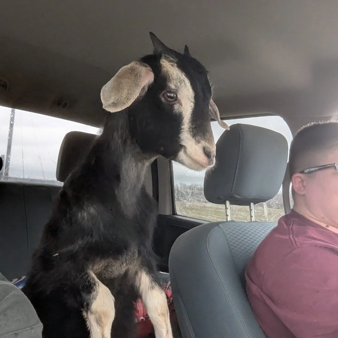 Toodles "Tootie" is on her way to her new home! She will meet her new mom and become a companion for a horse! She is excited as always but has no idea what for.