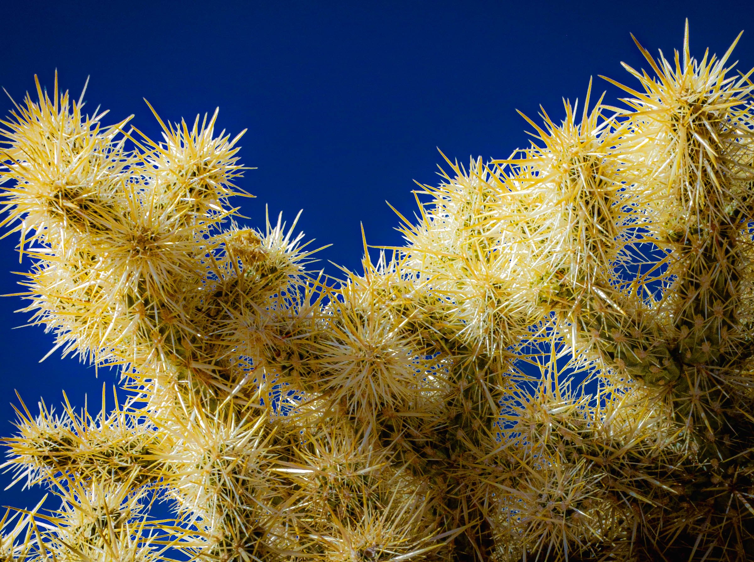Cactus Needles-8211.jpg