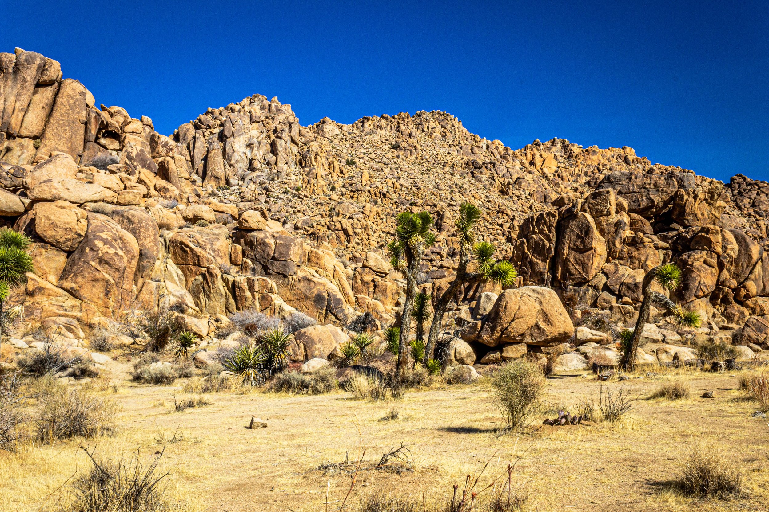 Joshua Tree B-8217.jpg