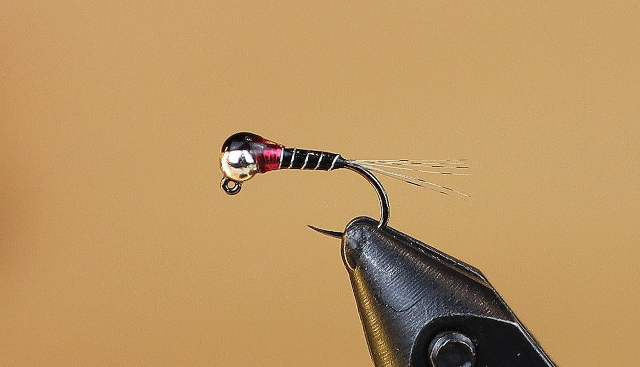 Zebra+Perdigon+1+-+crop.jpg
