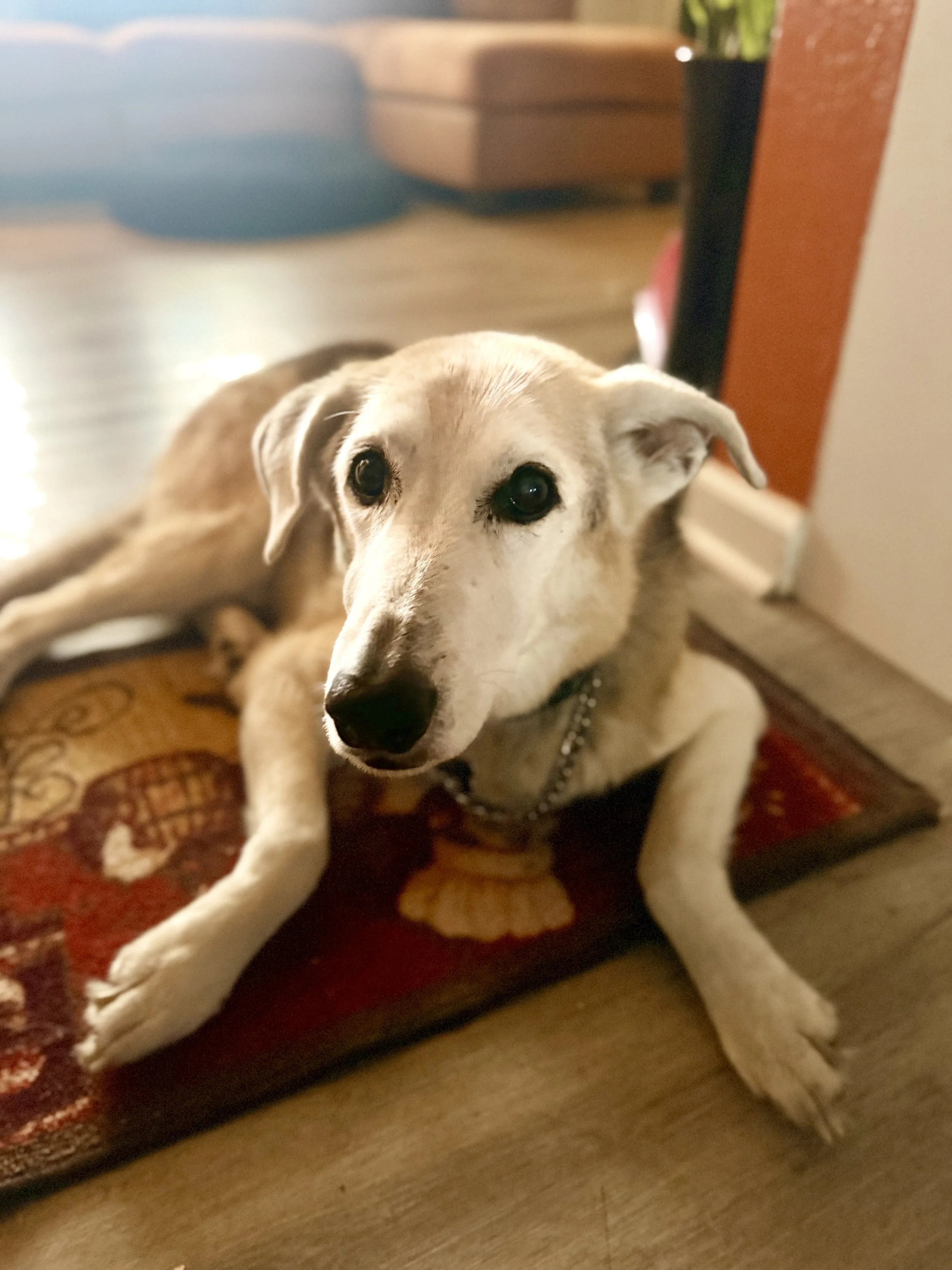 FullSizeRender (4).jpeg