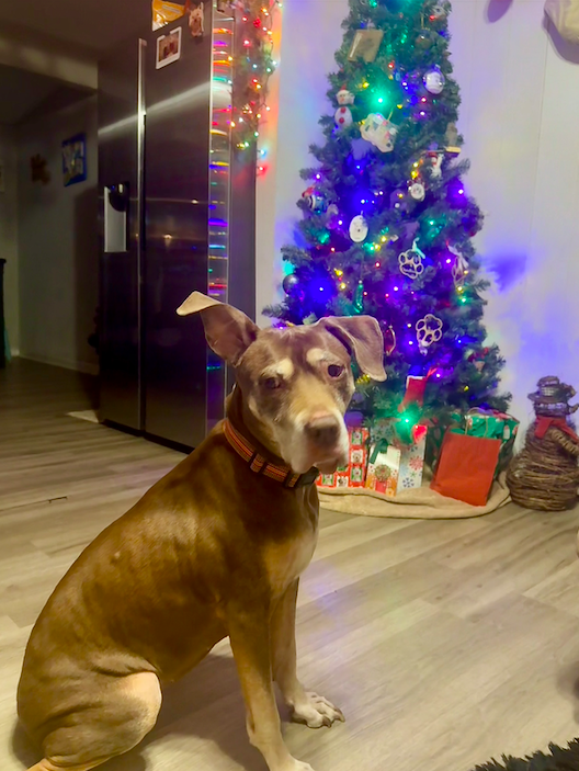 Screen Shot 2025-12-25 at 11.22.19 PM.png