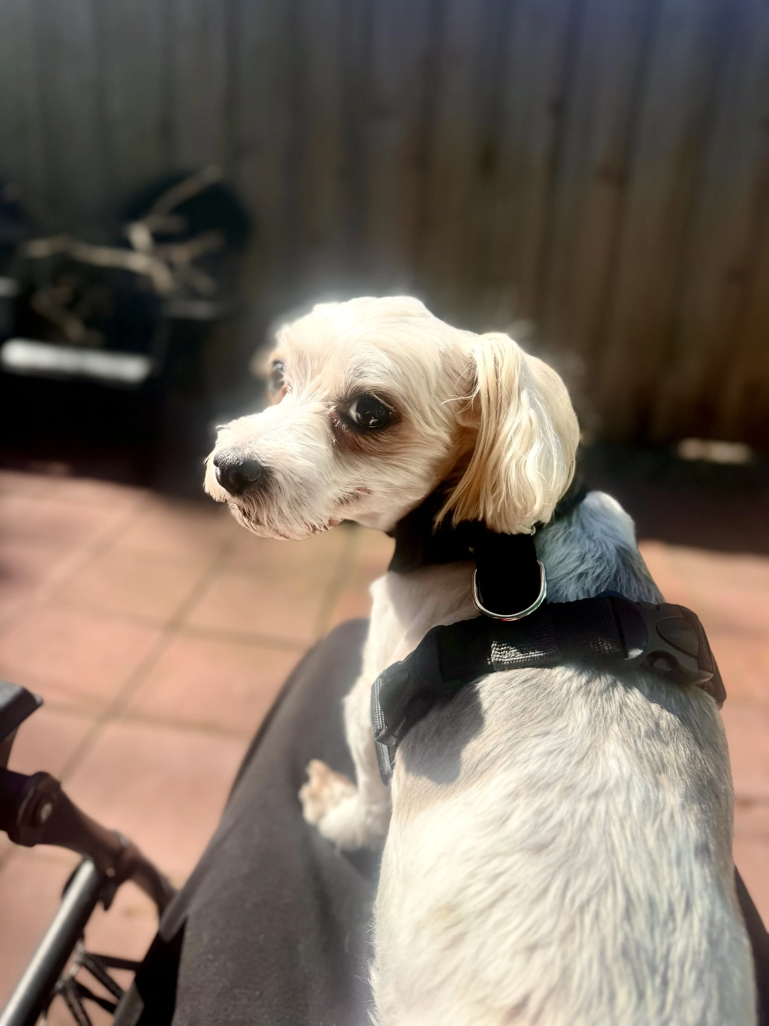 FullSizeRender (3).jpeg